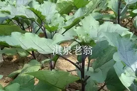 茄子种植中的“禁忌”图片