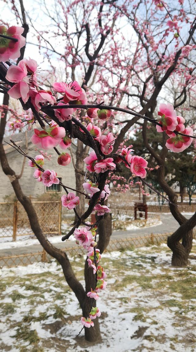 北京大观园“梅花”提早绽放 古风新春景致惊艳亮相