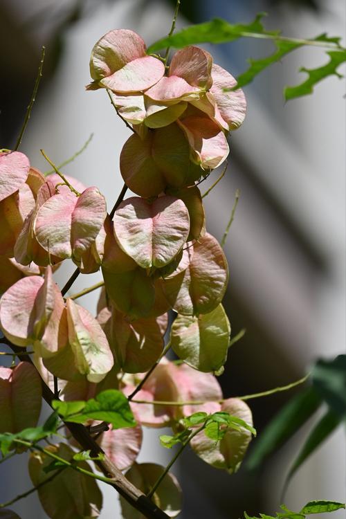 栾树花语