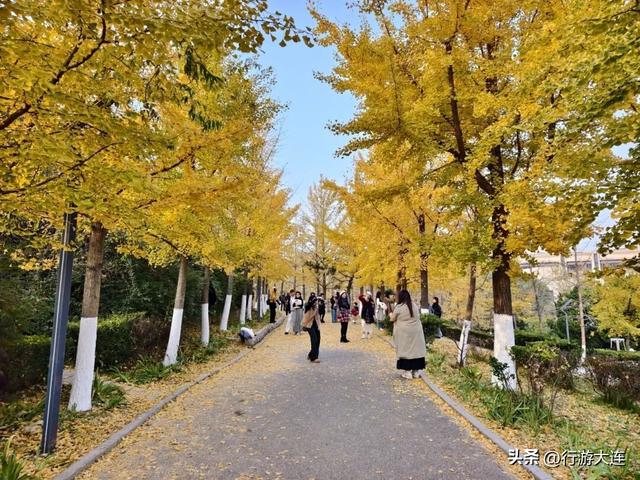 错过等一年~这个周末来这些免费打卡点，拍落叶