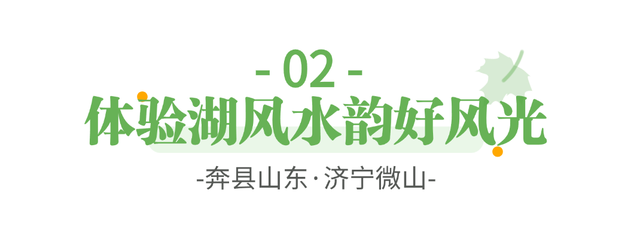 奔“县”山东！这里是荷都水乡 诗意微山