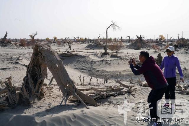 新疆阿拉尔进入胡杨观赏期