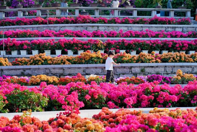 这是冬天？厦门暖冬花花花花花花样缤纷~