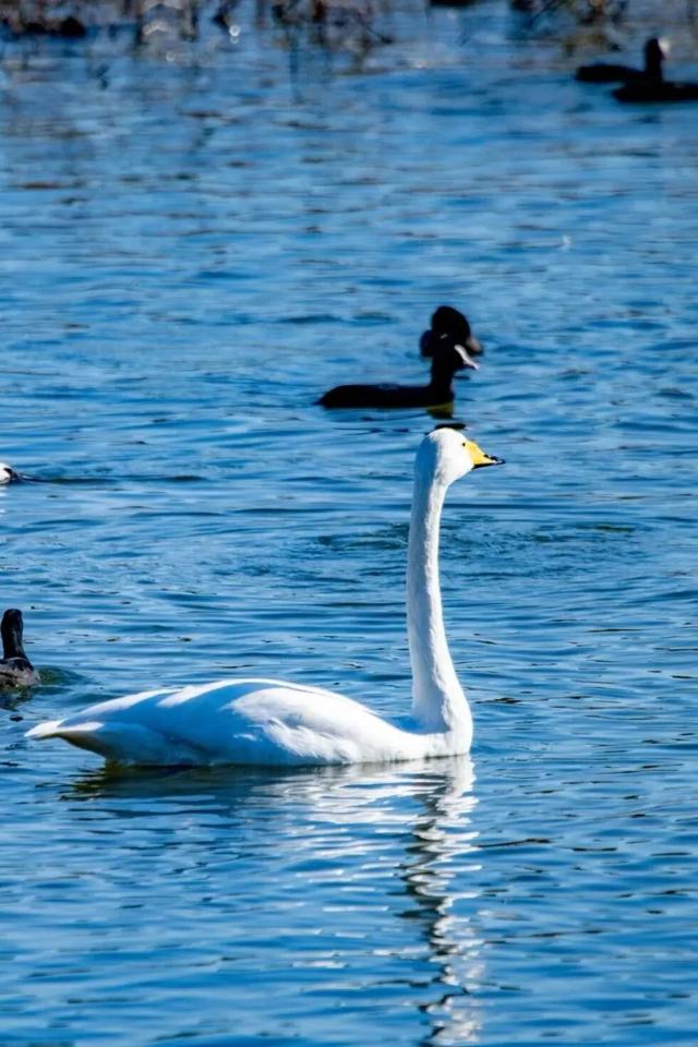 山东变身“候鸟天堂”，点击Get冬日限定浪漫