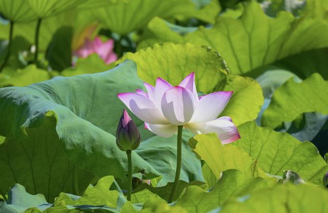 “清水出芙蓉，天然去雕饰” ：荷花朵朵开，“荷荷”又美美！