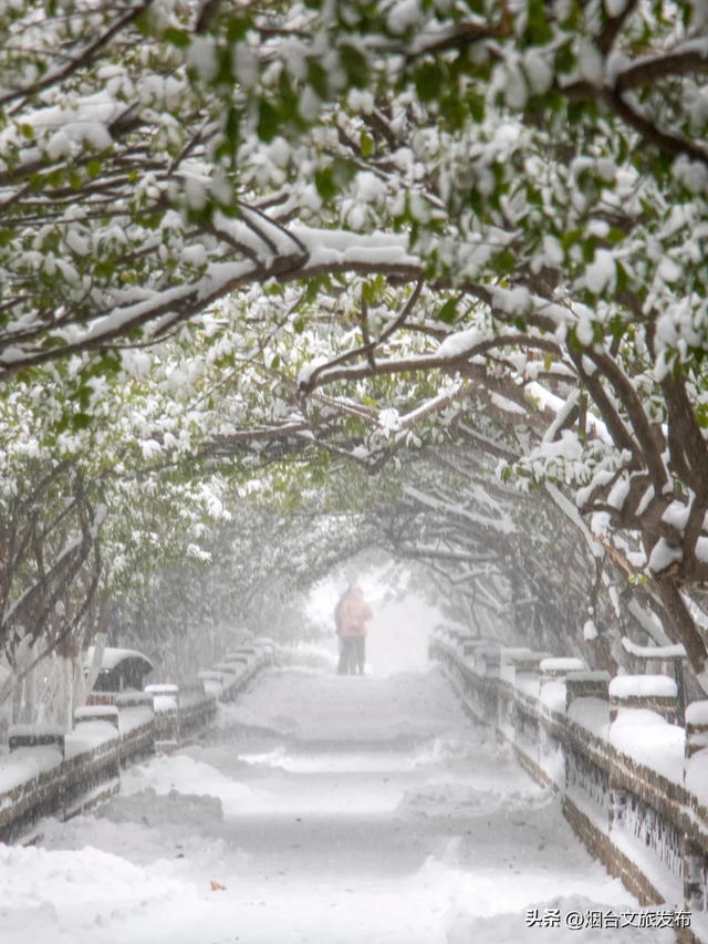 【乐游烟台】这辈子一定要来看看下雪的烟台雪！