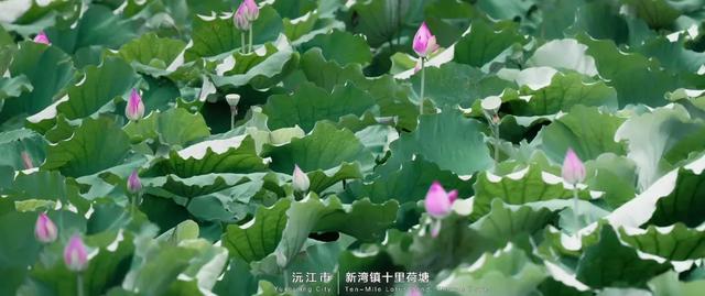 洞庭水乡·自在沅江｜沅江必打卡的宝藏地标