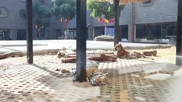 《书记县长当导游·平南篇》重磅播出！书记邀您畅游平南！