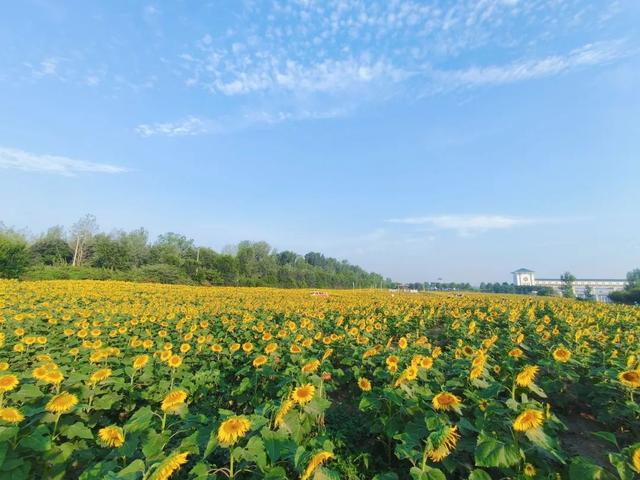 快看花开了！惊艳震撼！这么一大片！就在日照这里！