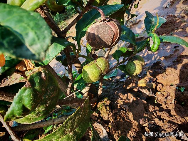 16）嵩山秋行记：27人踏秋赏红叶，从西山脊到古刹禅心