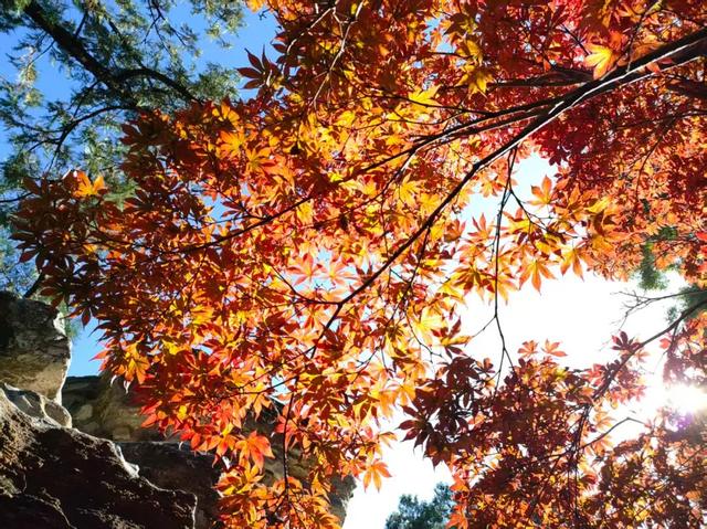 趁秋日暖阳，来八大处感受与自然共处的温柔→