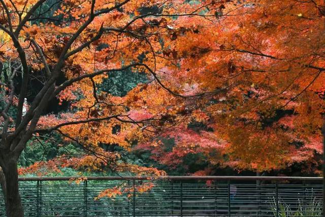 周五宠粉日｜枫叶红“疯”了！沪上市区赏枫运动好地分享，更有运动好礼等你来领！