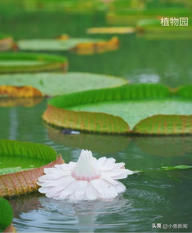 谁说夏天没花看？苏州园林偷偷美翻了！