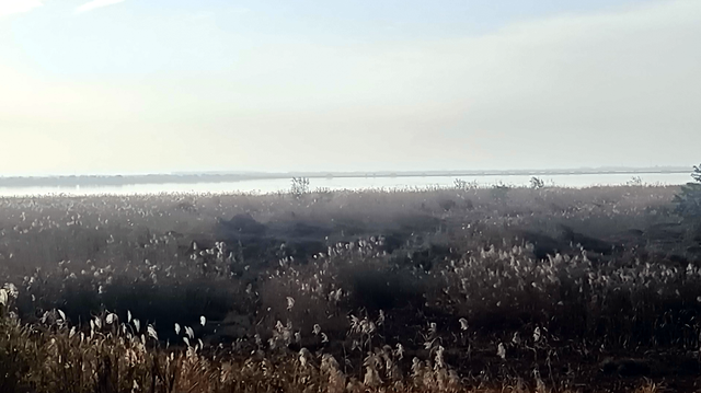 沉湖之约 建筑融自然绘青绿 群鸟齐飞撼心魂 农家烟火暖归途
