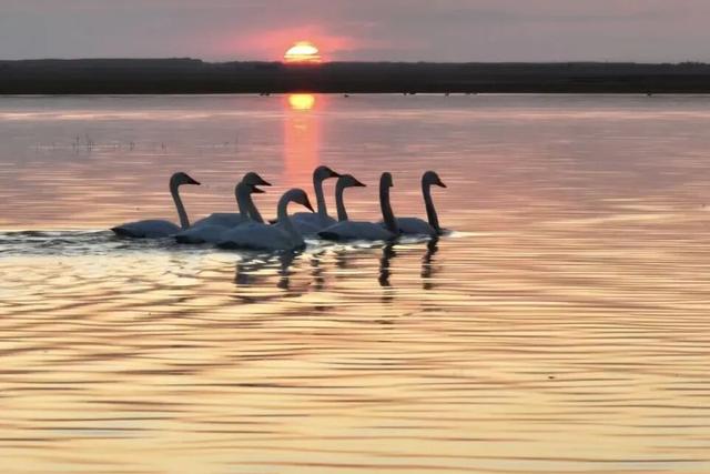 【支援合作 共谋发展】氛围感拉满！扎赉特旗图牧吉秋日湿地，百鸟翩跹入画来~