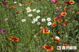 走，去看花海！随手一拍即大片→图片