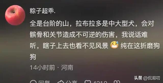 17小时爬泰山后,盲女王营营为何丢了导盲犬、没了工作?