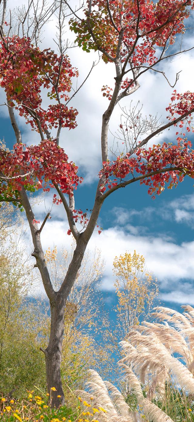 手机壁纸|清新自然，绿色风光美景