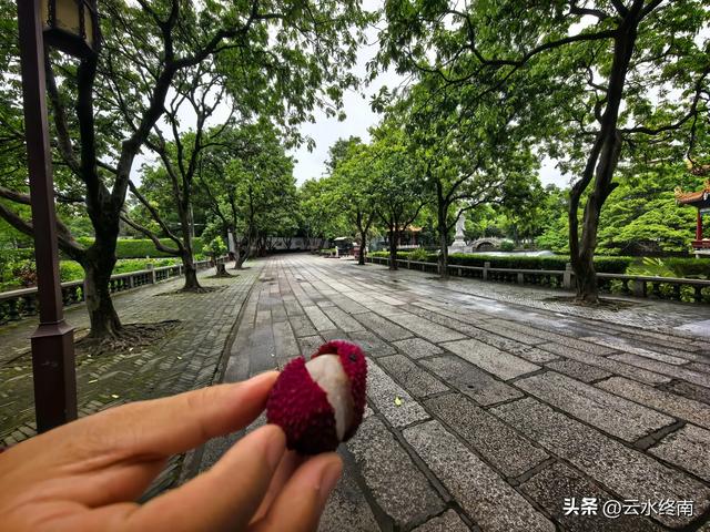 福州不多的收费古寺,20元门票能吃到宋代的荔枝吗?看我实地探访