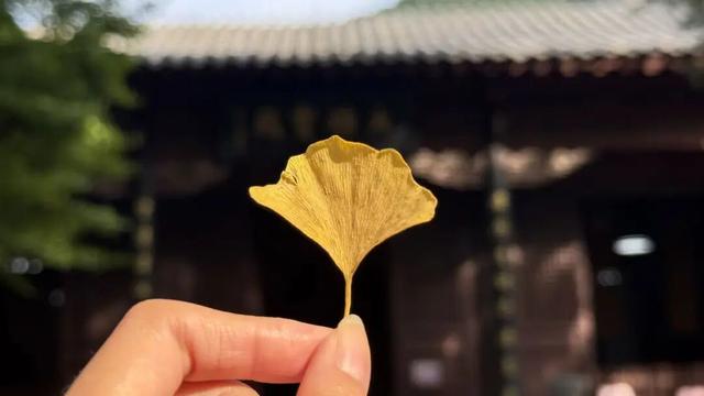 灵岩寺景区银杏即将迎来最佳观赏期
