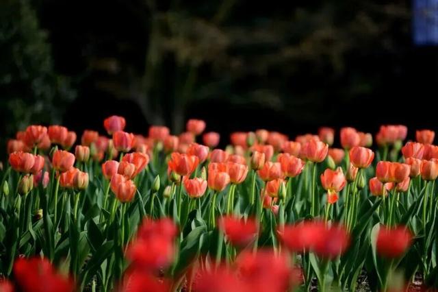 烟火成都丨哇塞！成都的春天也太会开了