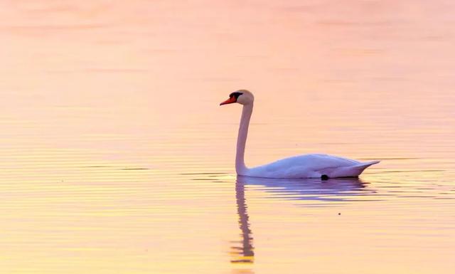 【支援合作 共谋发展】氛围感拉满！扎赉特旗图牧吉秋日湿地，百鸟翩跹入画来~