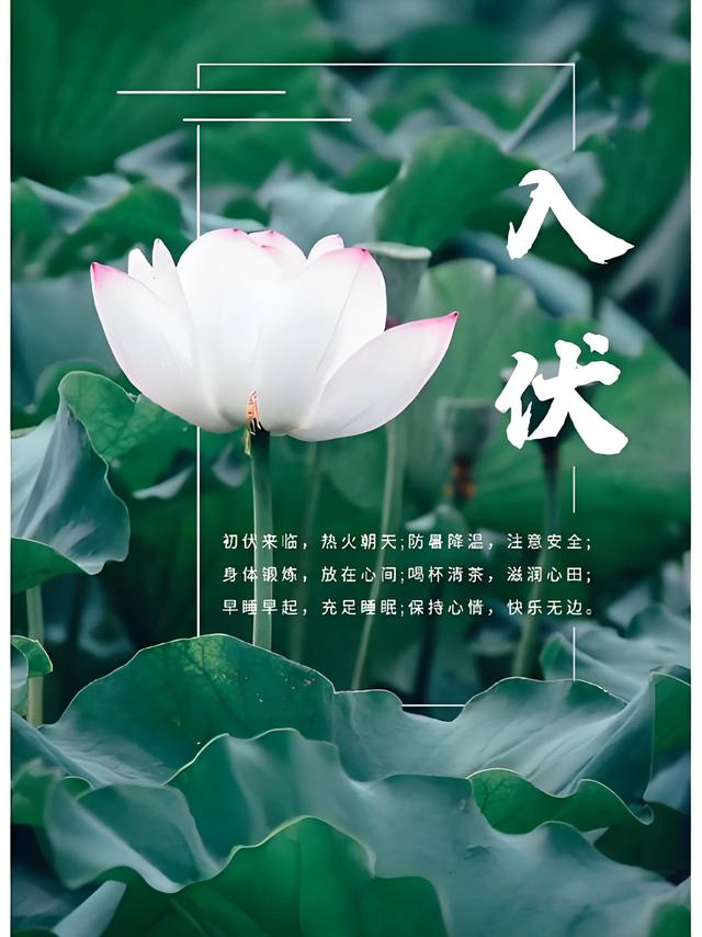 河南“烧烤模式”来袭：入伏之际的酷热考验与人文思考
