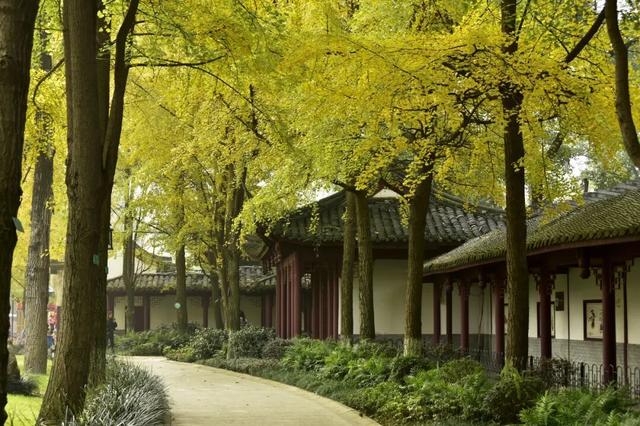 成都银杏即将进入最佳观赏期！2025银杏观叶指数新发布→