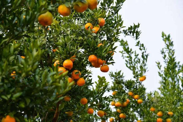 这周末就去！金堂这条徒步线路爆火！