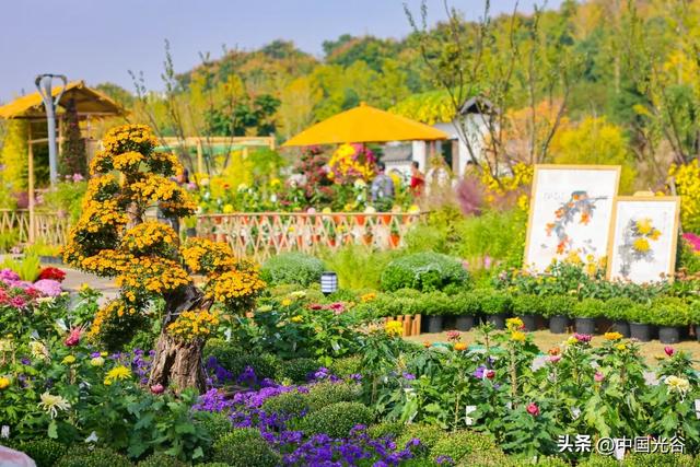 光谷菊展今起在鸡公山公园举行,各色“顶流”争奇斗艳等你打卡,持续至11月30日