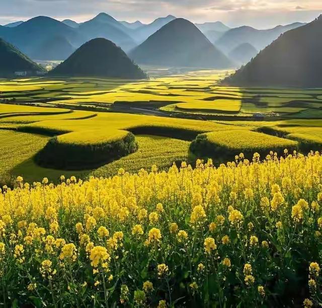 带着孙女去旅行（168）罗平油菜花海游