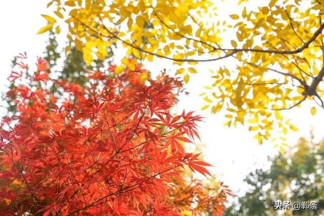 邯郸冀南新区：初冬美景入画来