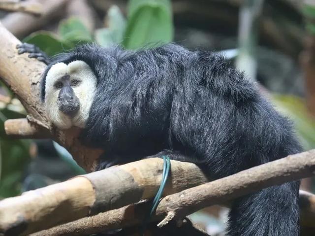 国家生态文明示范区系列报道丨于城市之心,写共生之诗