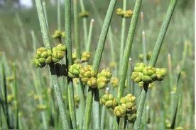 每日认识一味药之麻黄图片