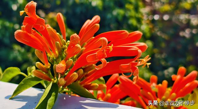 午间邂逅浓浓春意——深圳香蜜公园炮仗花开
