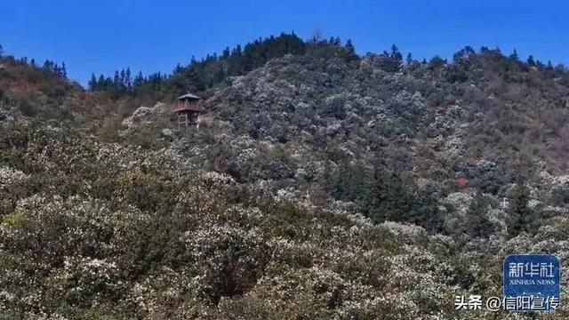 新华社关注信阳