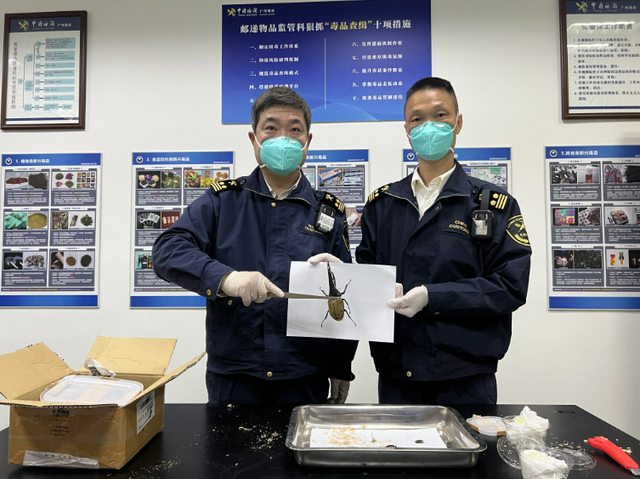 又是美国人！宁波海关截获一批蚊子，里面含有大量瘟疫！