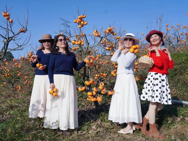 柴桑区新塘乡胡桥村：千亩柿红引客来