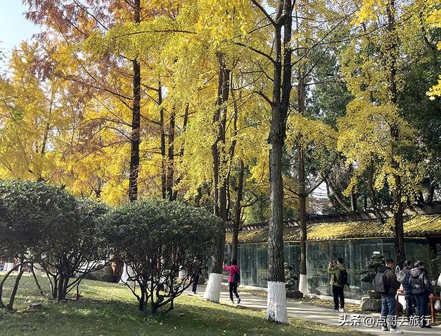 成都市中心最美银杏观赏地，这6处你去过吗？都不要门票！