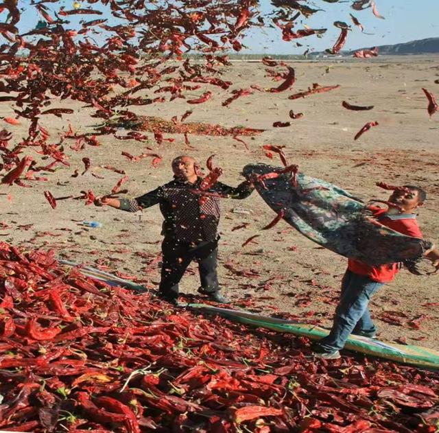 这片不毛之地再创奇迹！盐碱荒滩变身“金不换”，14亿人将受益