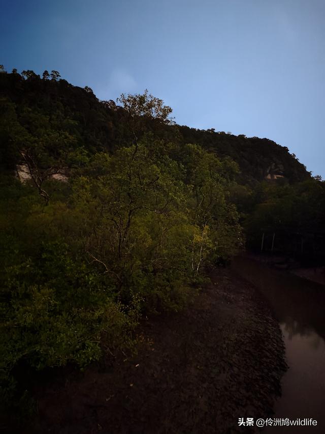 马来西亚(36)砂拉越州⑩峇哥国家公园夜间徒步体验