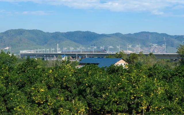 奔“县” | 橙色美好奔赴而来，你尝了么？