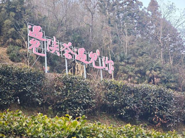 茶山深处的“诗与远方”！镇巴楮溪源茶公园的“美丽经济学”