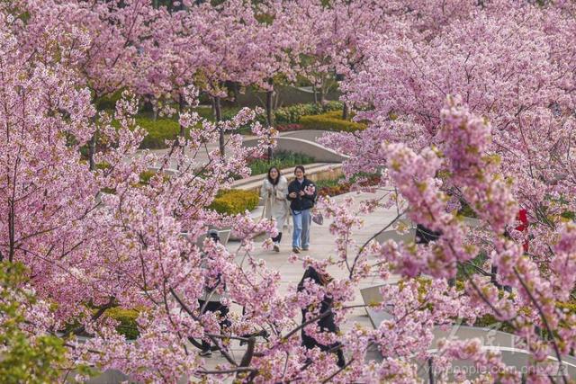 图游天下 发现上海|早樱盛开！五大宝藏赏樱点位请收好