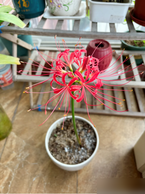 阴花不能进阳宅！这5种花“打死”也不养，家里若有？快挪走！