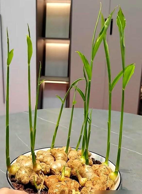 北京一姑娘“把生姜当绿植”养在客厅走红，网友：好美，好高级