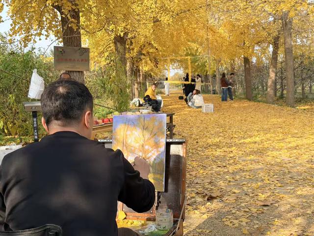 金黄秘境藏乡野!菏泽鲁西新区马岭岗镇慕禾生态园银杏成秋日打卡顶流