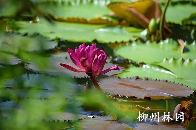 柳州园博园“红色闪耀”睡莲绽放罕见并蒂花