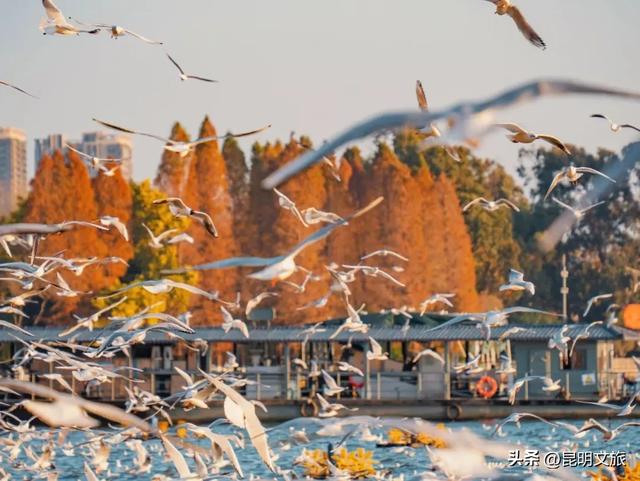 初冬氛围感出片计划,走起!昆明这份打卡攻略速速收藏→