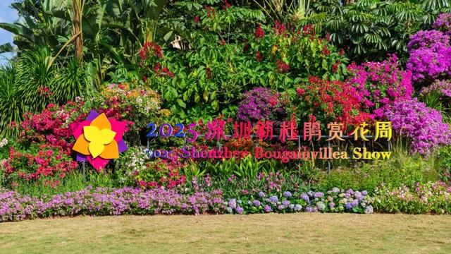 走！今天出发莲花山！拍“爆”20万㎡花海